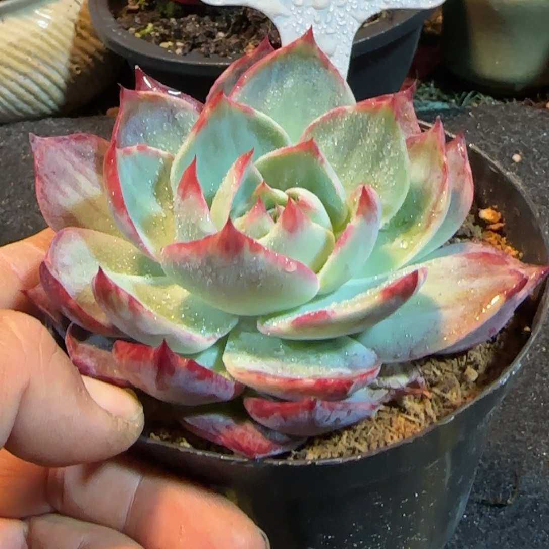 惊鸿一物一拍包装收缩花旱212