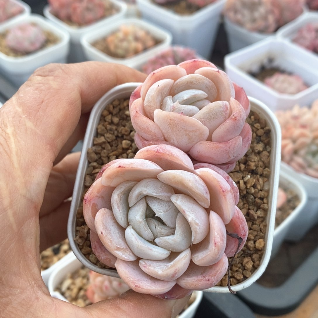 精品多肉一物一拍不包整27