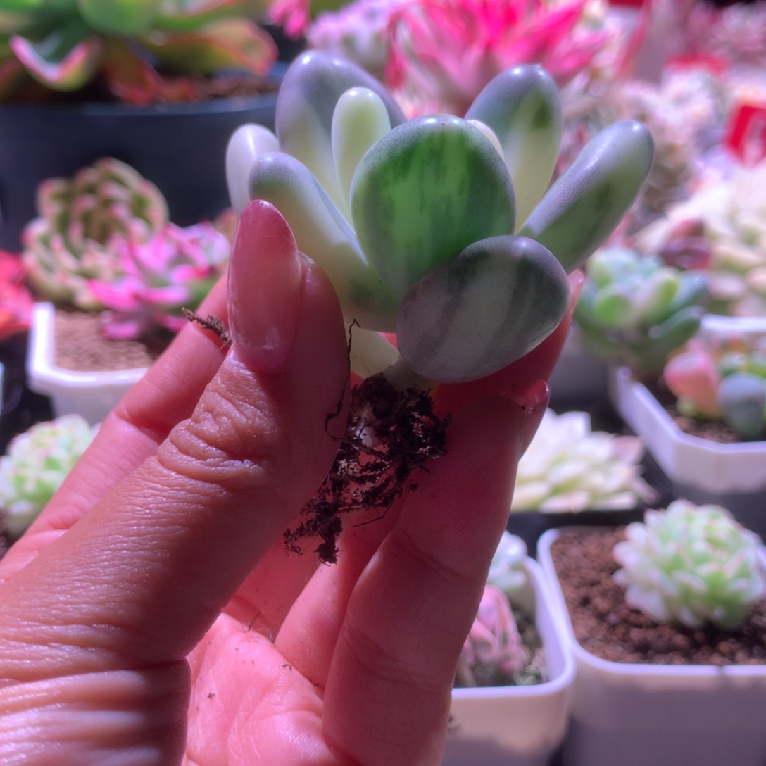 蛋黄奶酪白基因拉丝锦有根