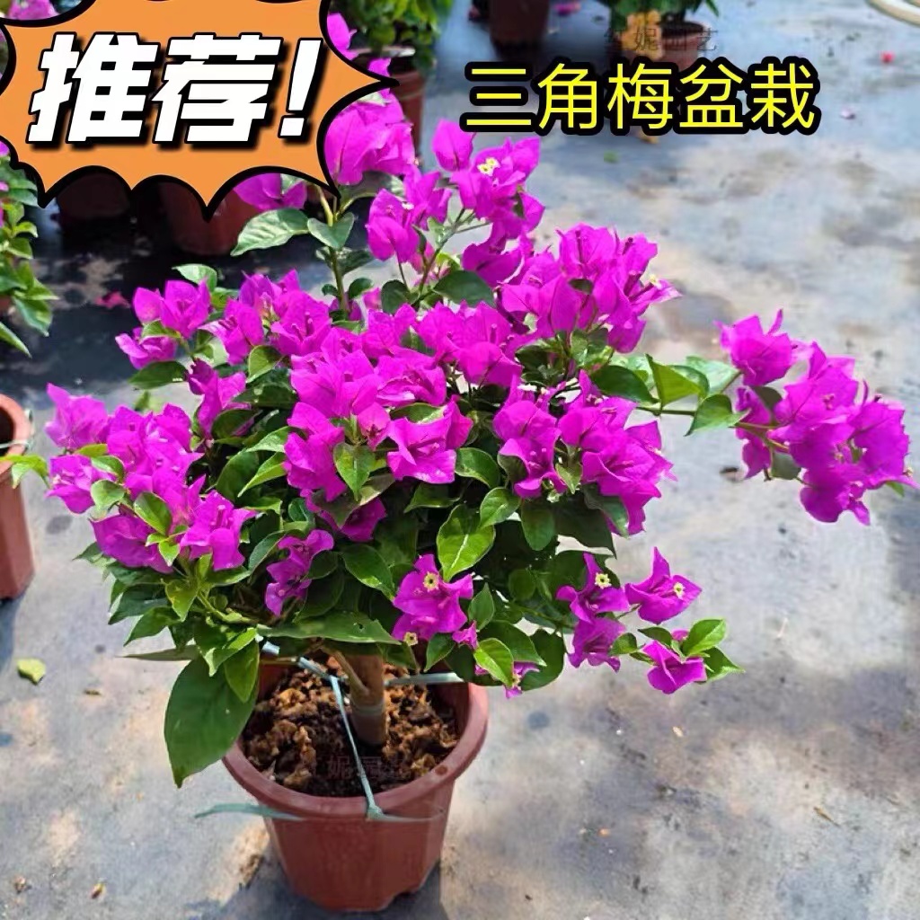 高60-70厘米【掉花掉叶断枝正常】云南紫三角梅独杆棒棒糖带花苞发
