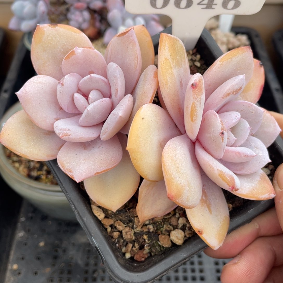 0646奶茶不带盆11厘米