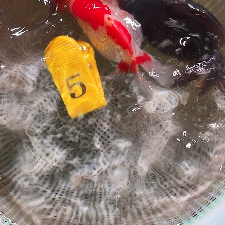 金鱼黄牌5号尺寸9-12区间