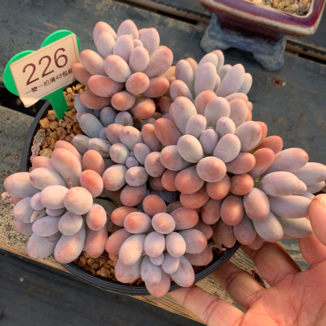 大叶汤圆开播福利