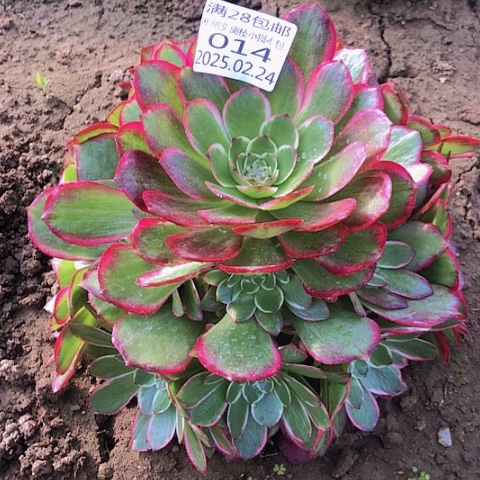 2.24-14粉花妖多肉植物