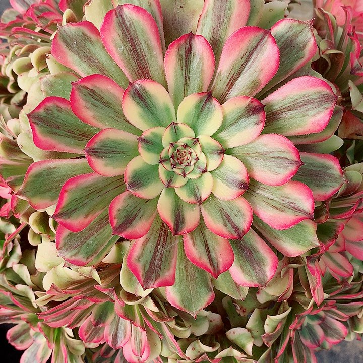 佳利法师图片多肉植物