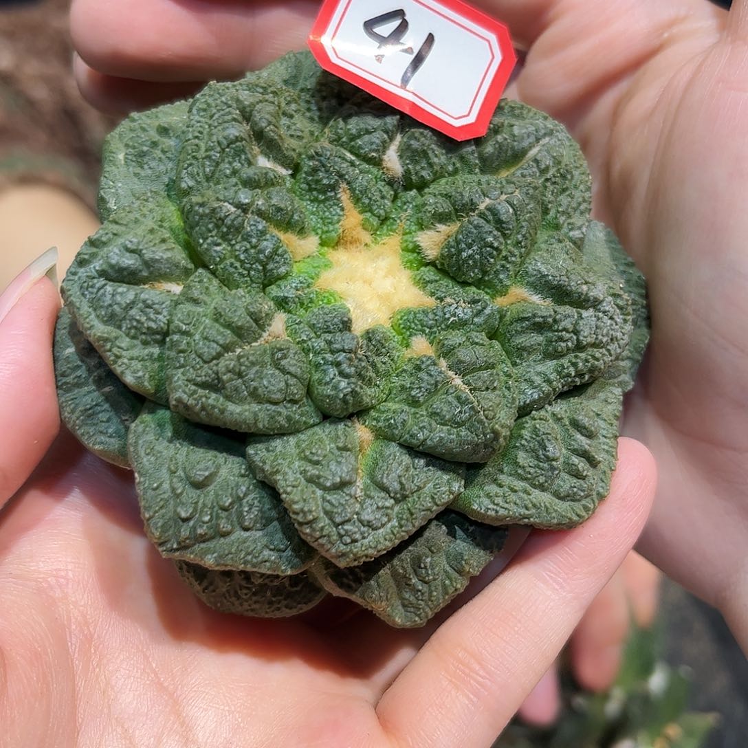 41号9cm自根萝卜根志贺龟甲