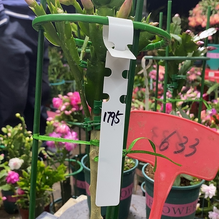 叶仙嫁接1795重瓣633