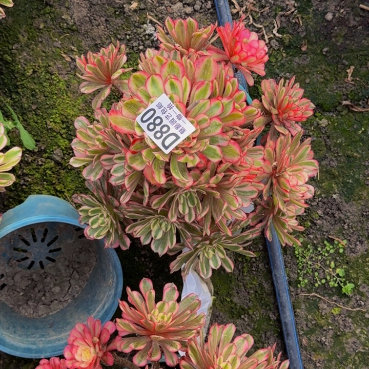 白月光花2519包邮花花