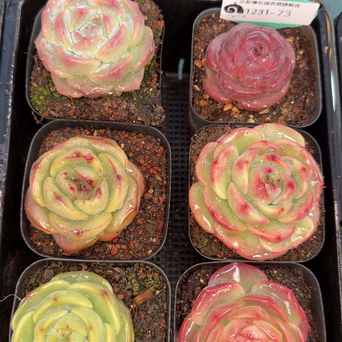 从前慢花园多肉编号1231-73