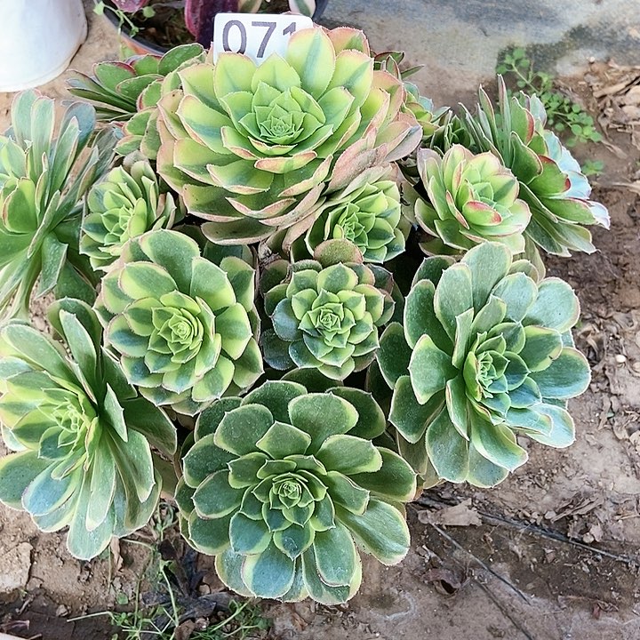 奶白多肉71多肉不包断