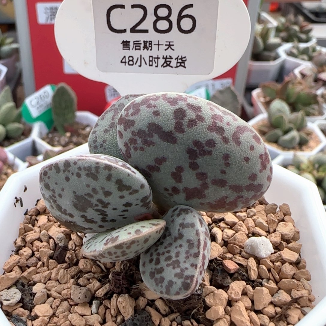花蛋。    286。     