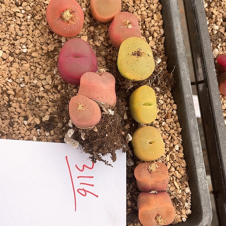 3116。   一组毛毛。     