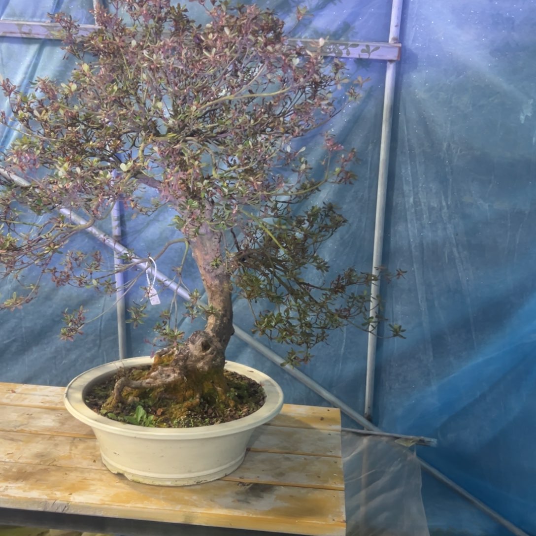 月***魄无花朵杜鹃。开花杜鹃