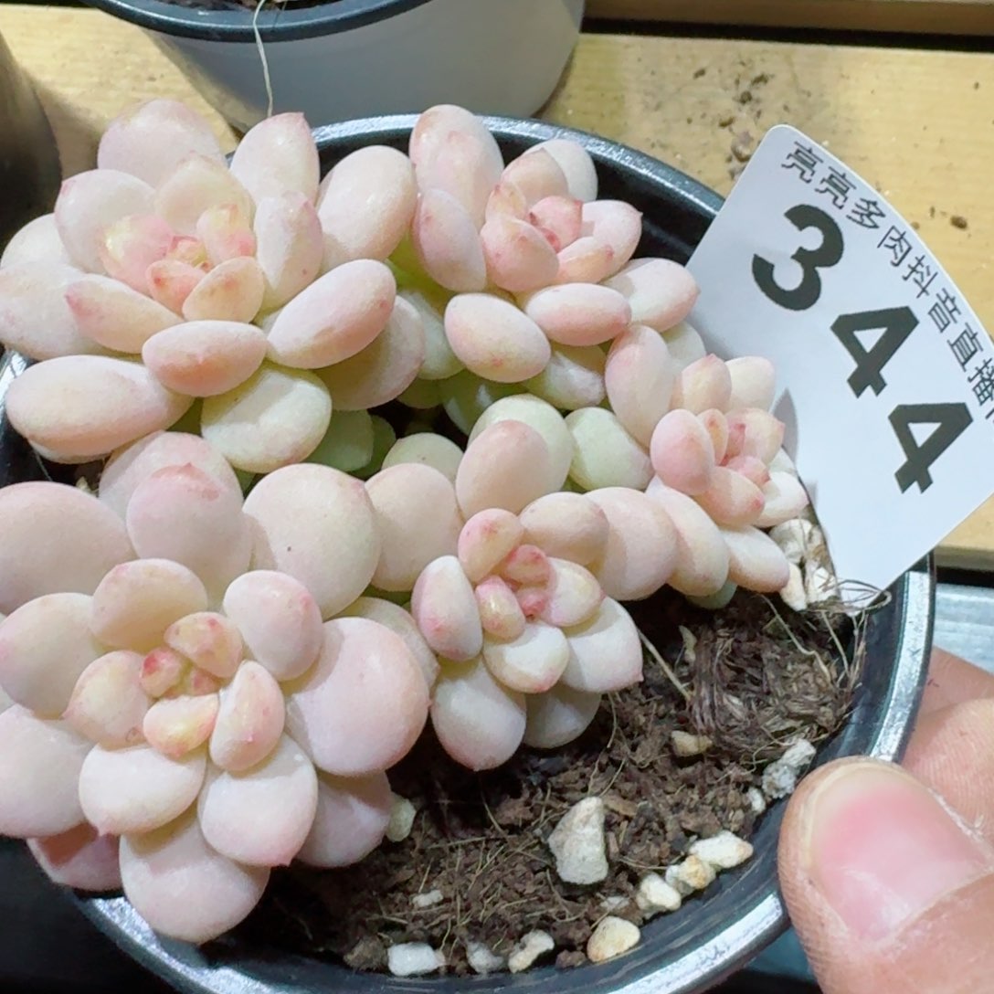 阳光玫瑰         精品多肉