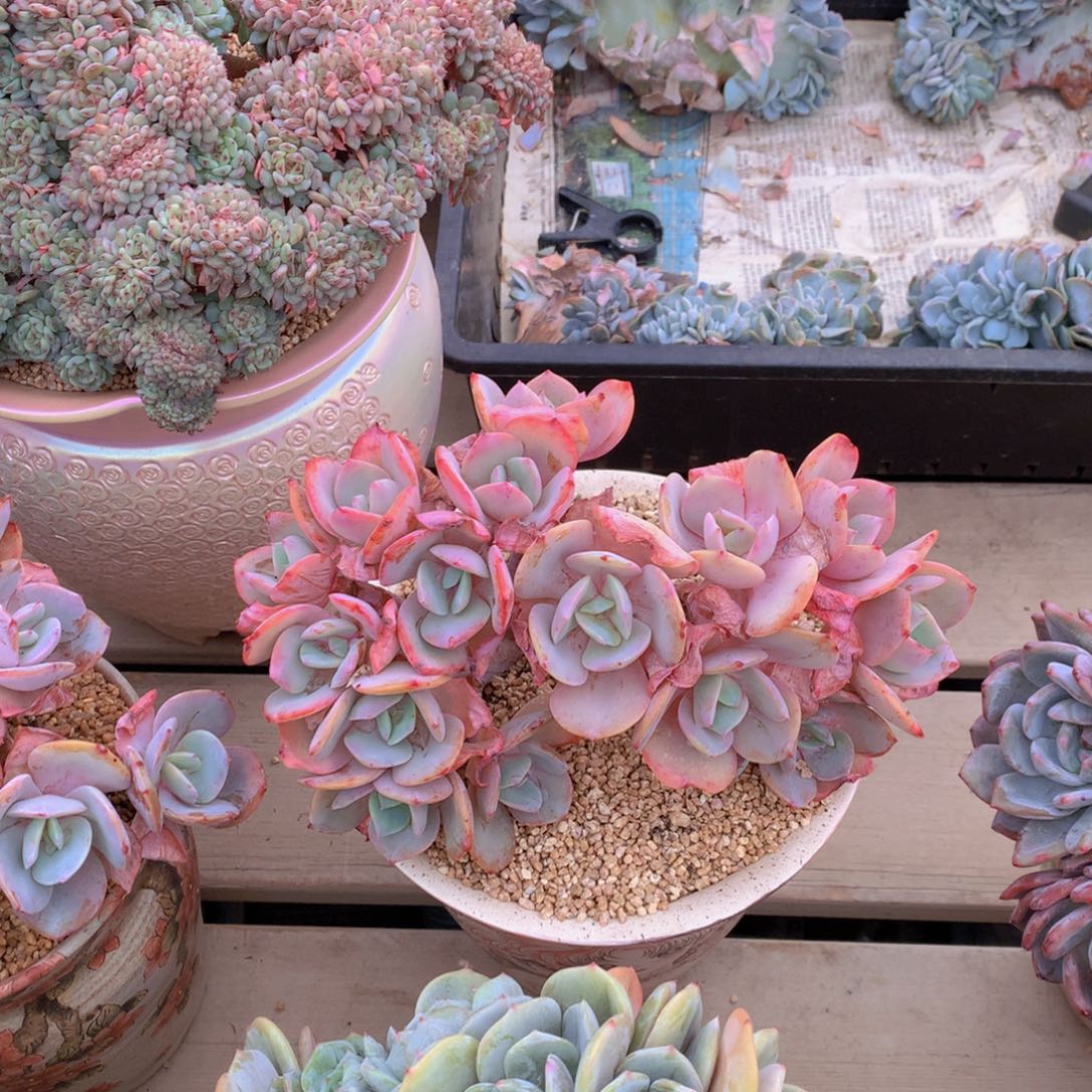 李***煜逸园精品多肉植物