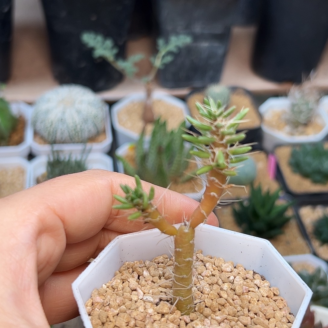 笛吹稀有团扇一颗