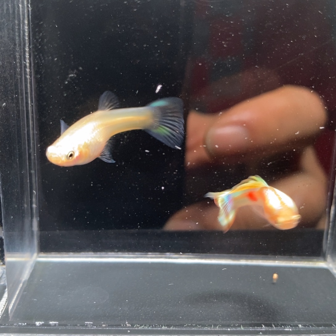 孔雀鱼黄化矛尾一对