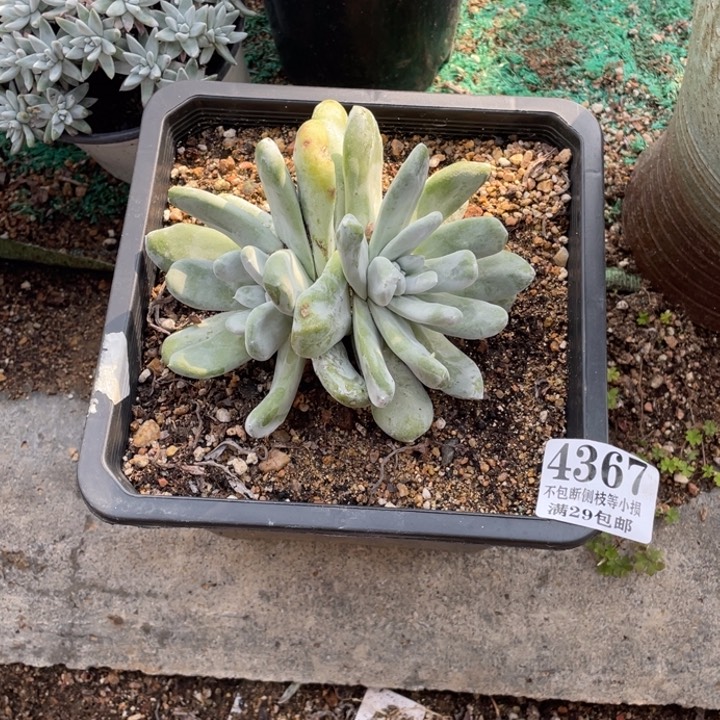 367号拇指多肉植物