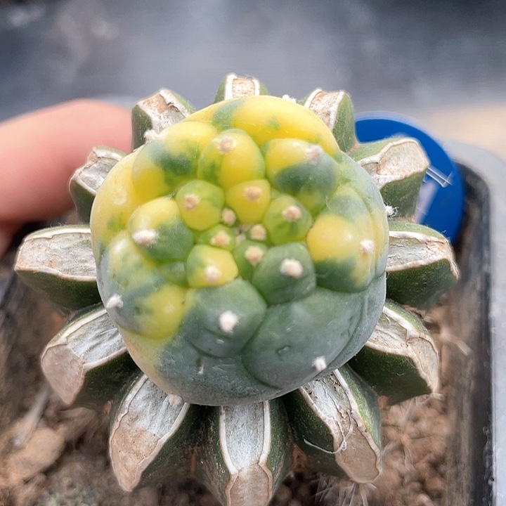 仙人球苗接锦61开花