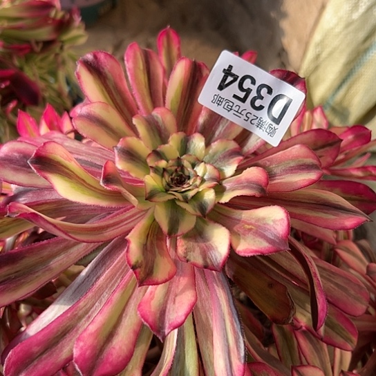 微*?多肉植物一个