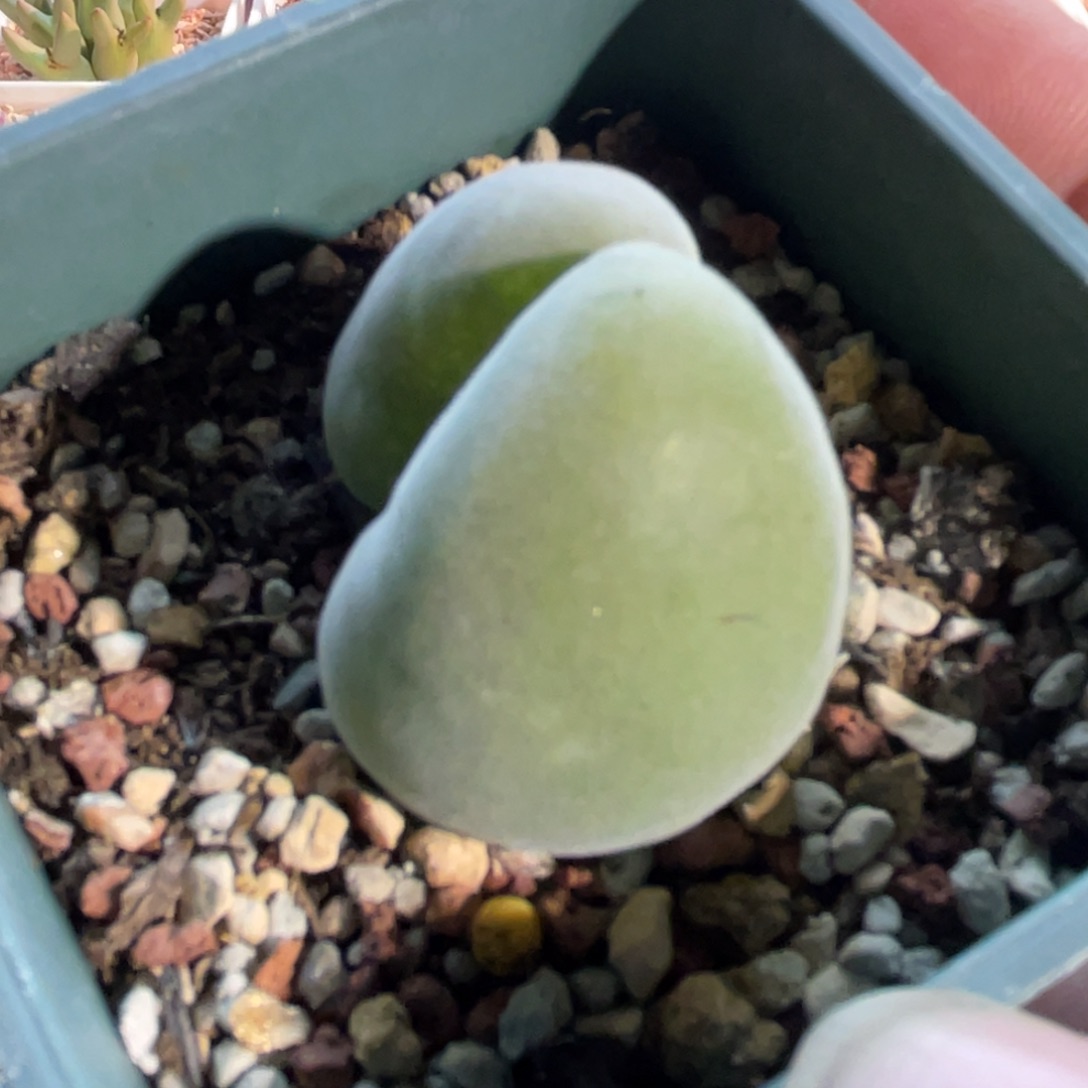 宝辉玉植物一物一拍