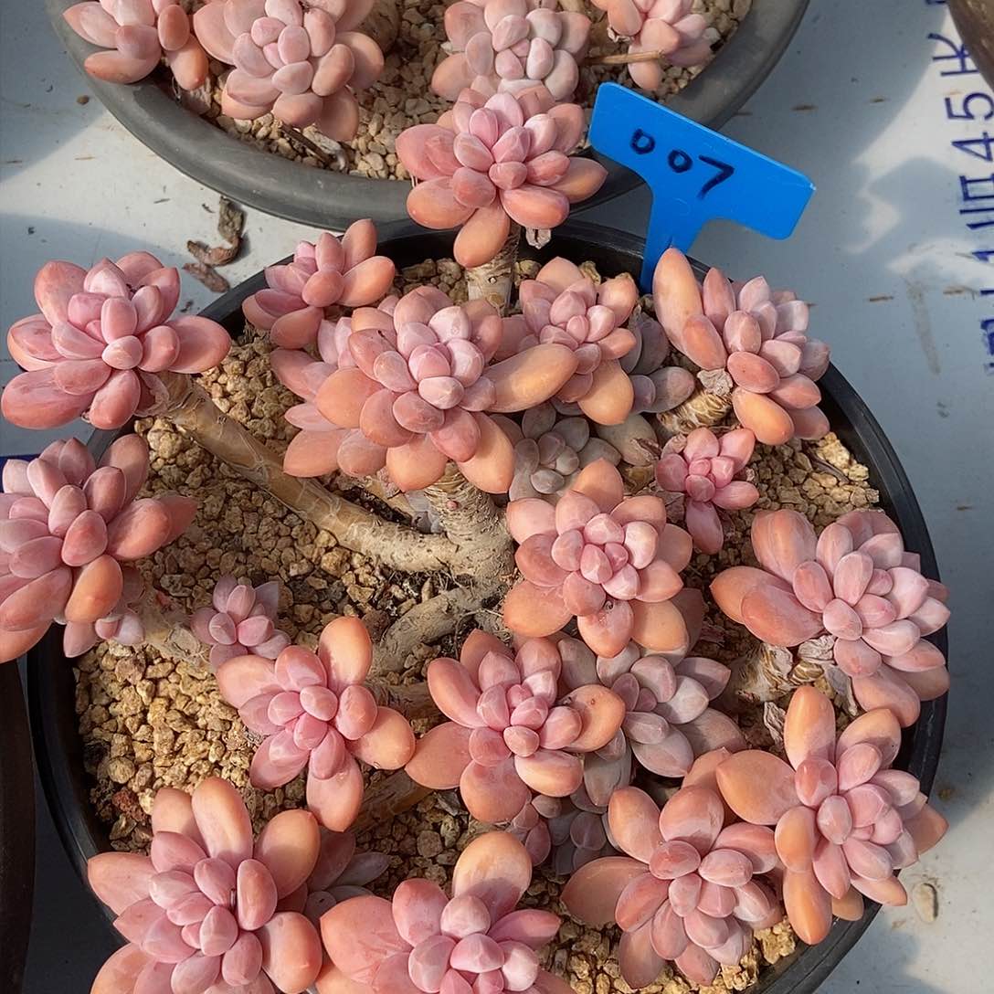 香水全状态大群007