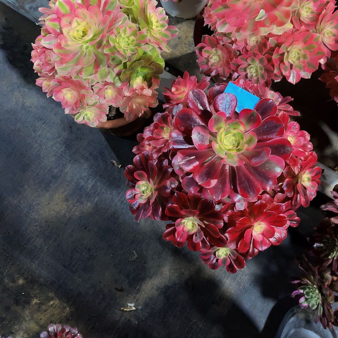 m**a多肉美杜莎脱土发货286