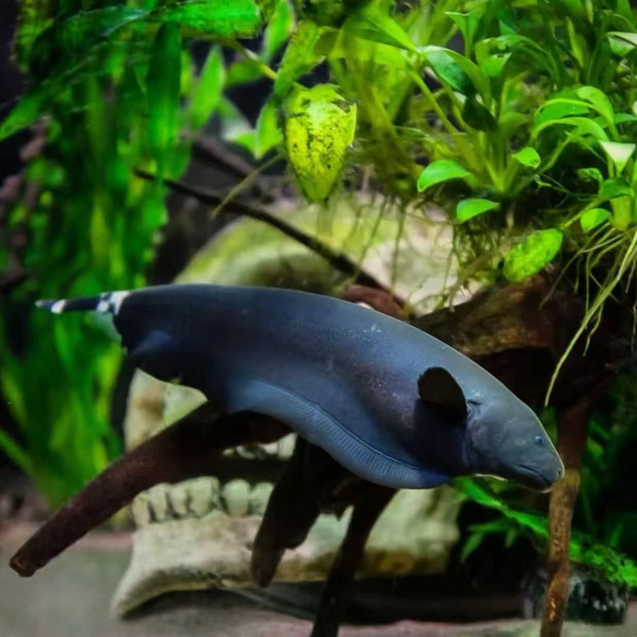 魔鬼刀鱼活体淡水热带观赏鱼鳗类黑羽毛鱼