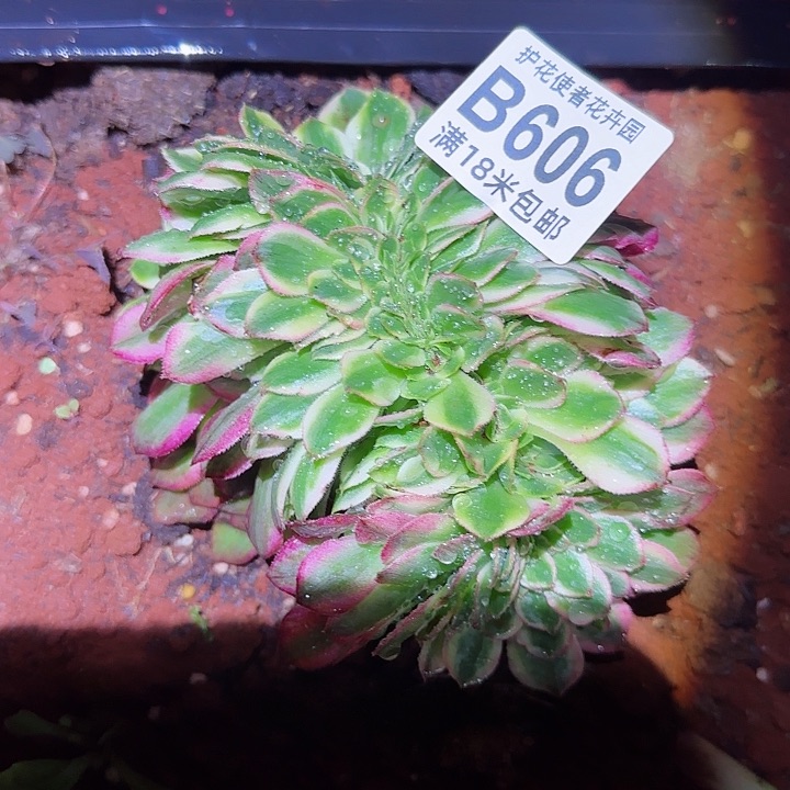 多肉法师倾城缀化