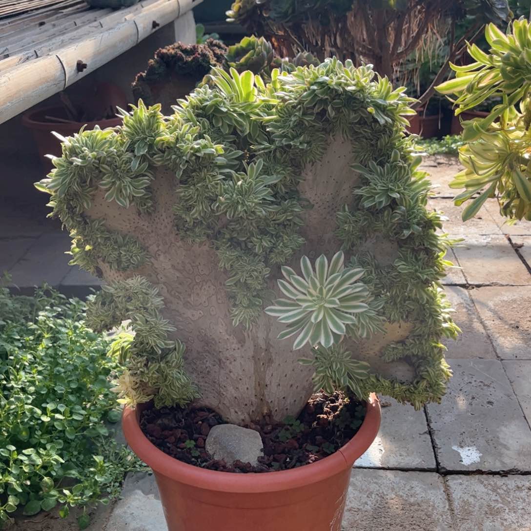 笑**开夕颜大圆板精品福利