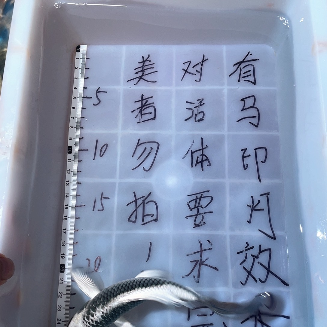 蝴蝶鲤渔场直发72