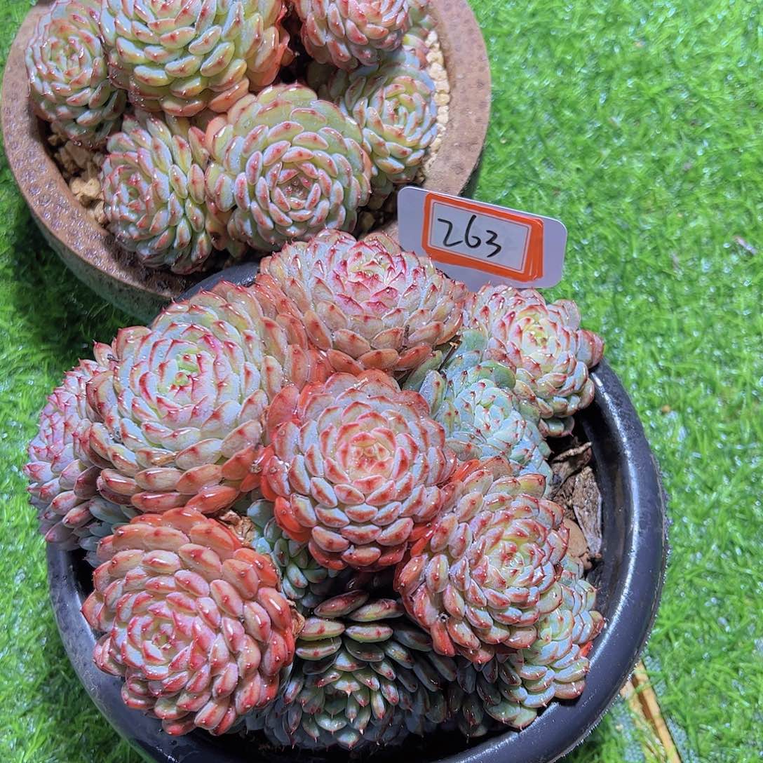 用****3263白胖子58元元元