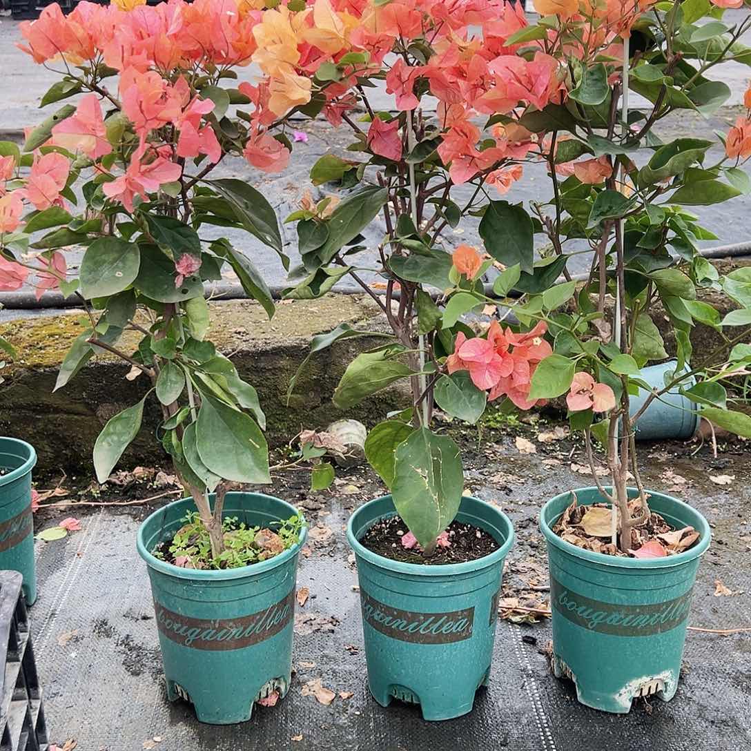 大部分花苞少量开放阿达纳带竹一颗