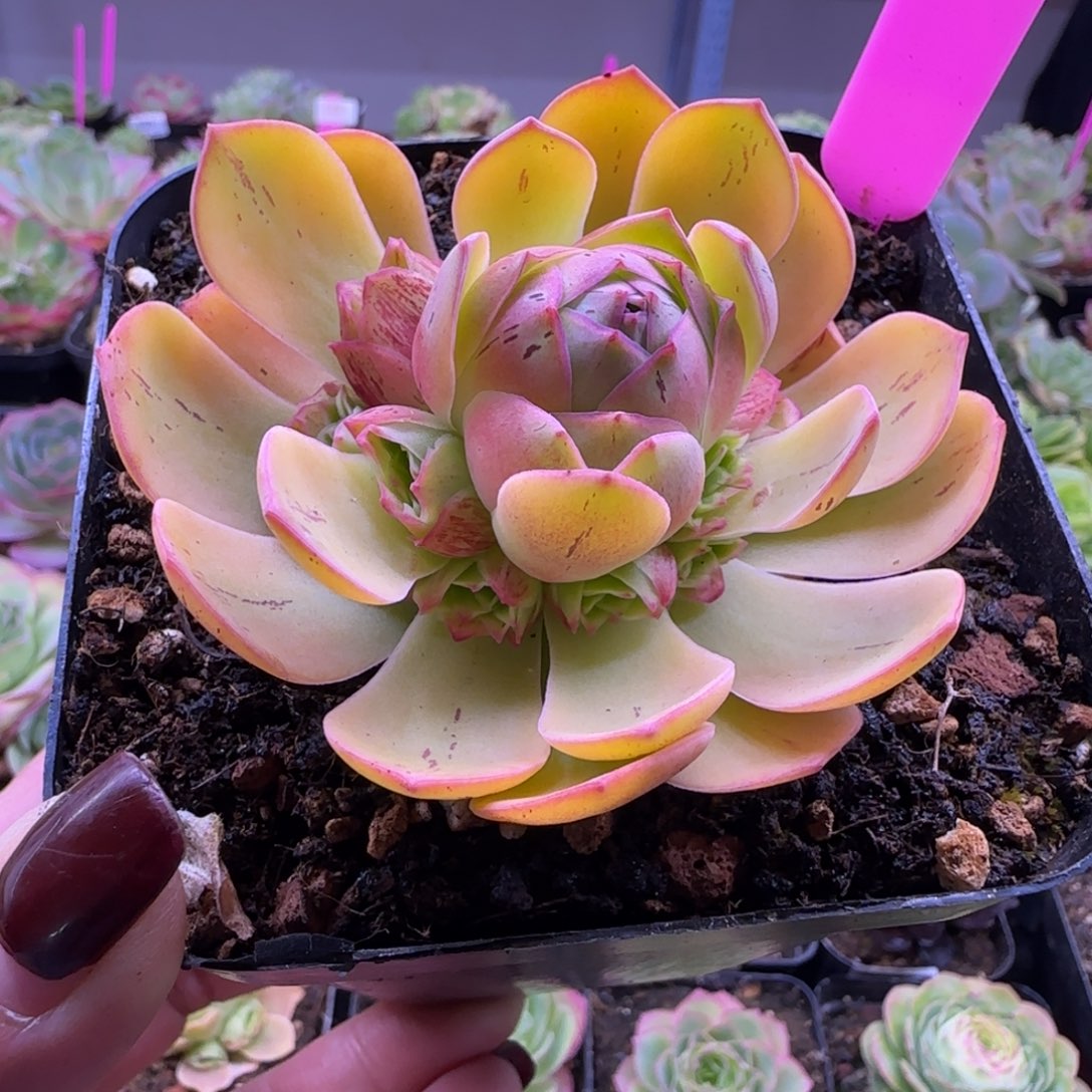 黄帕玲珑海星山地玫瑰274