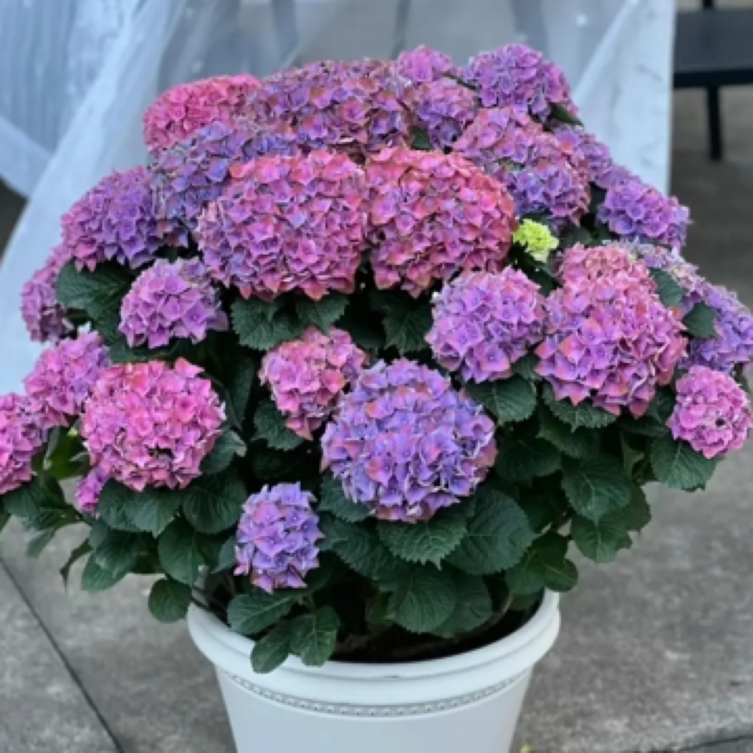 [魔幻猫眼石大］大花绣球花苗盆栽庭院室开花耐寒