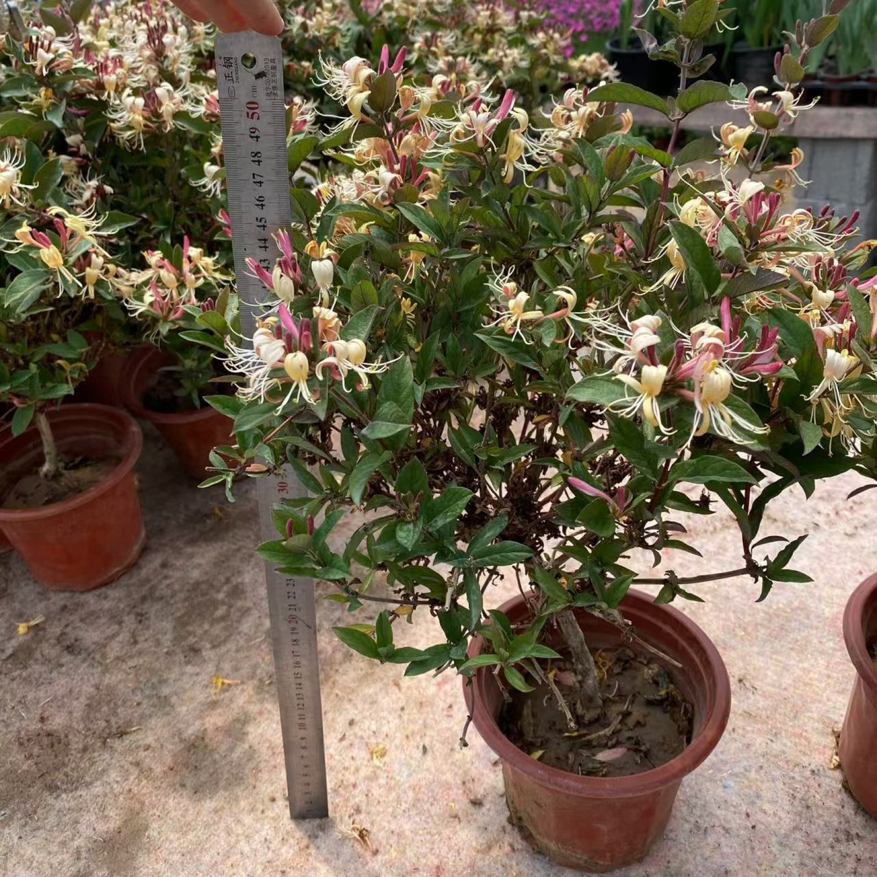 金银花棒棒糖庭院多年生绿植（满六单包邮）