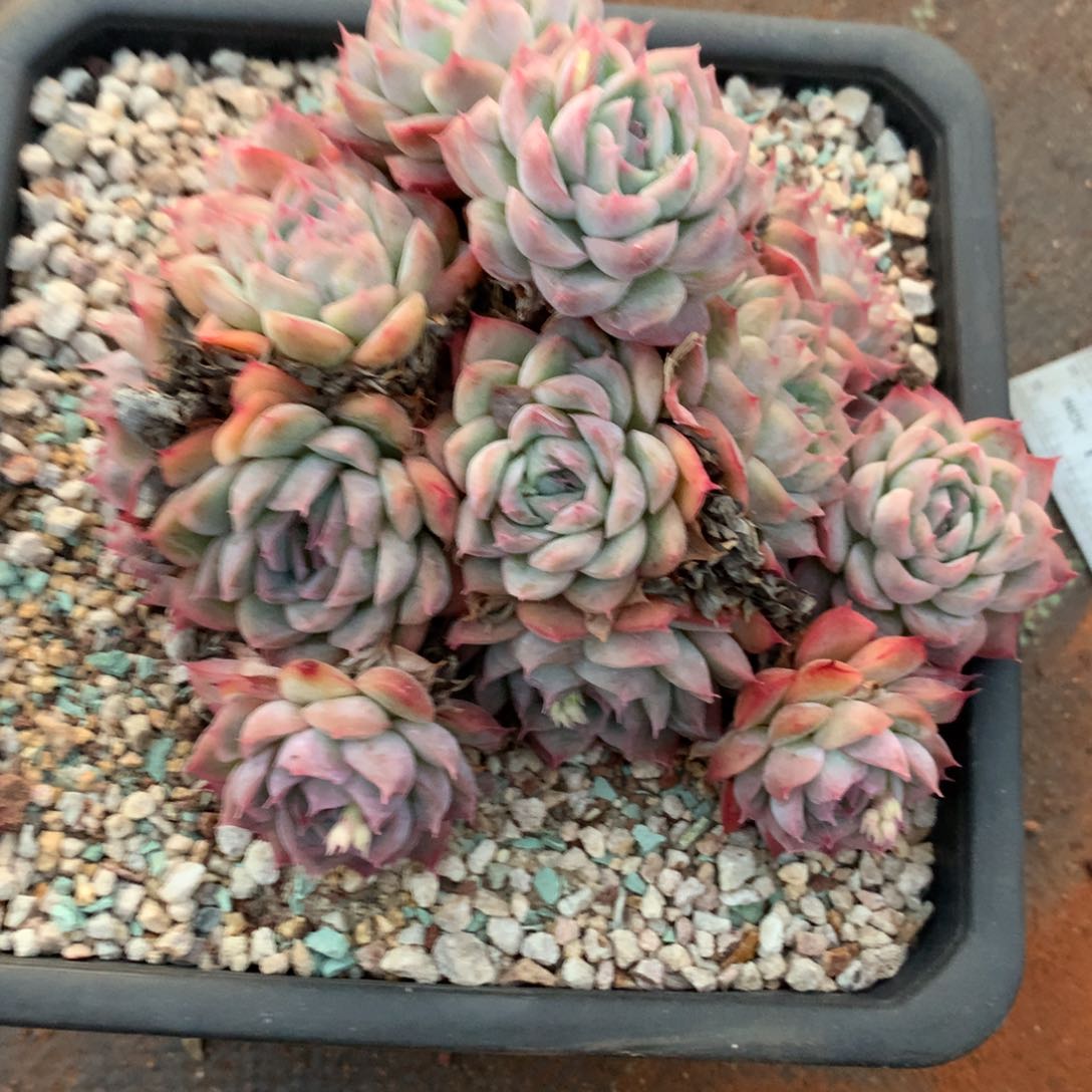 8171杂交多肉植物