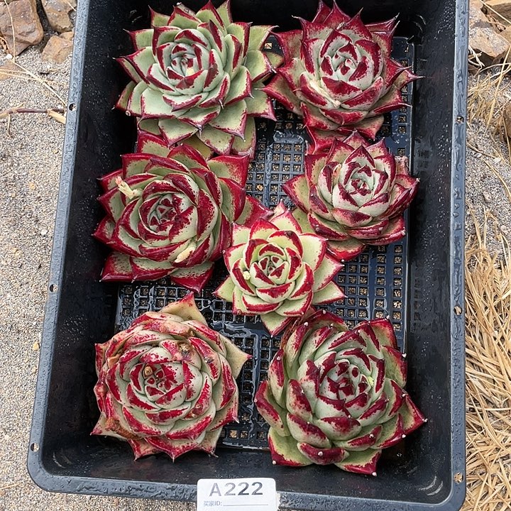 若如东云单拍A222