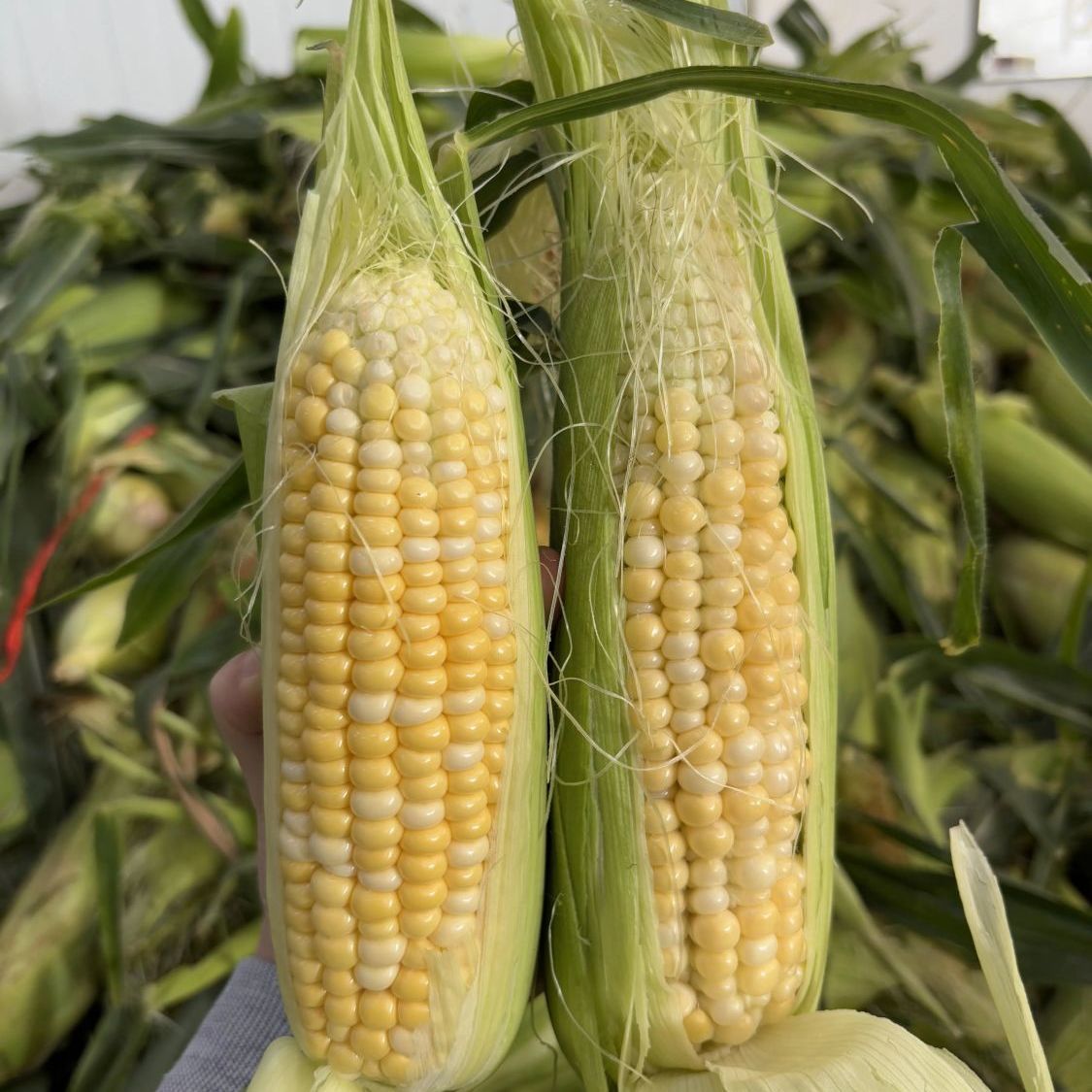 新鲜云南金银双色水果甜玉米钓鱼果次果|实惠装|产地直发(人不吃)