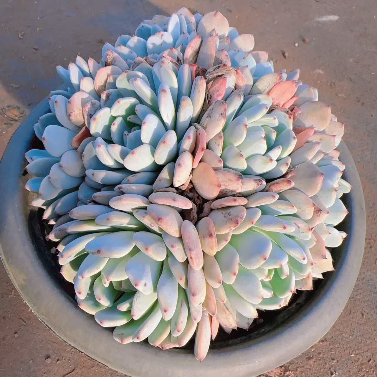 【雪爪】 多肉植物 绿植盆栽