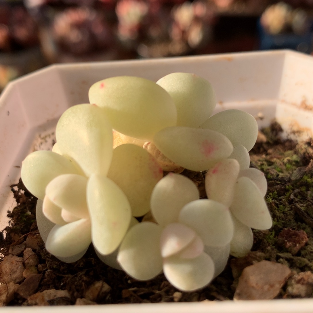 冰玉一物一拍 021