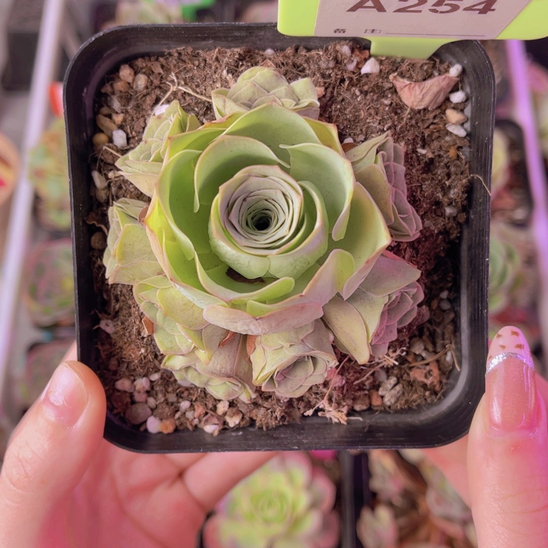 单品一物一拍254号