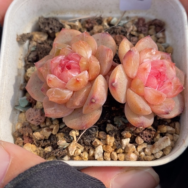 1211-550，糖心双头多肉