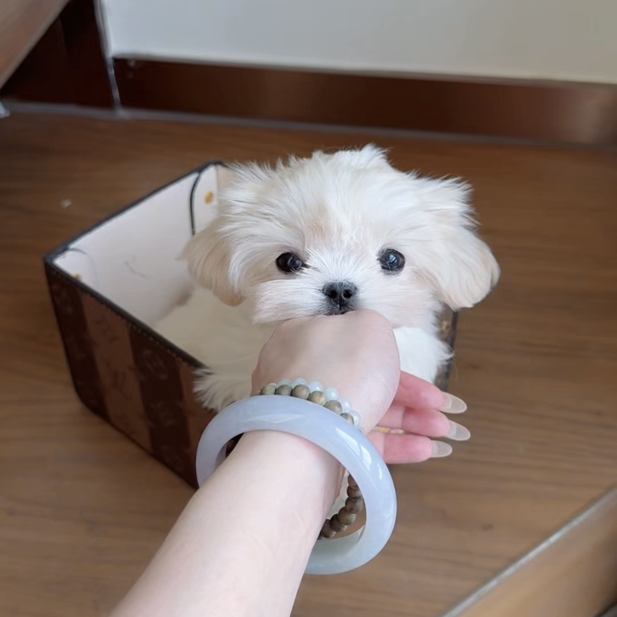 洛基。马尔济斯犬弟弟