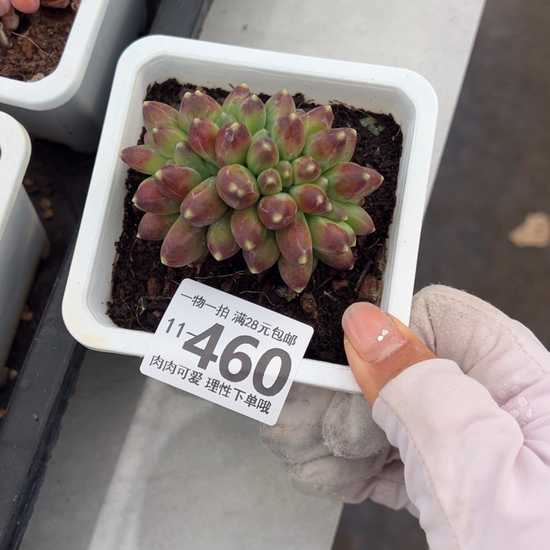 千代田缀化多肉单头多肉