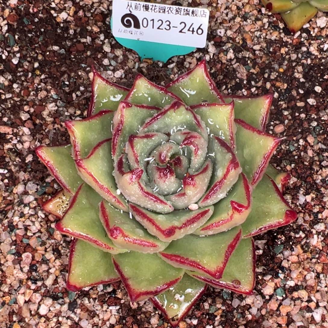 从前慢多肉精选编号0123.246