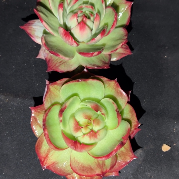 多肉植物na老妹发货