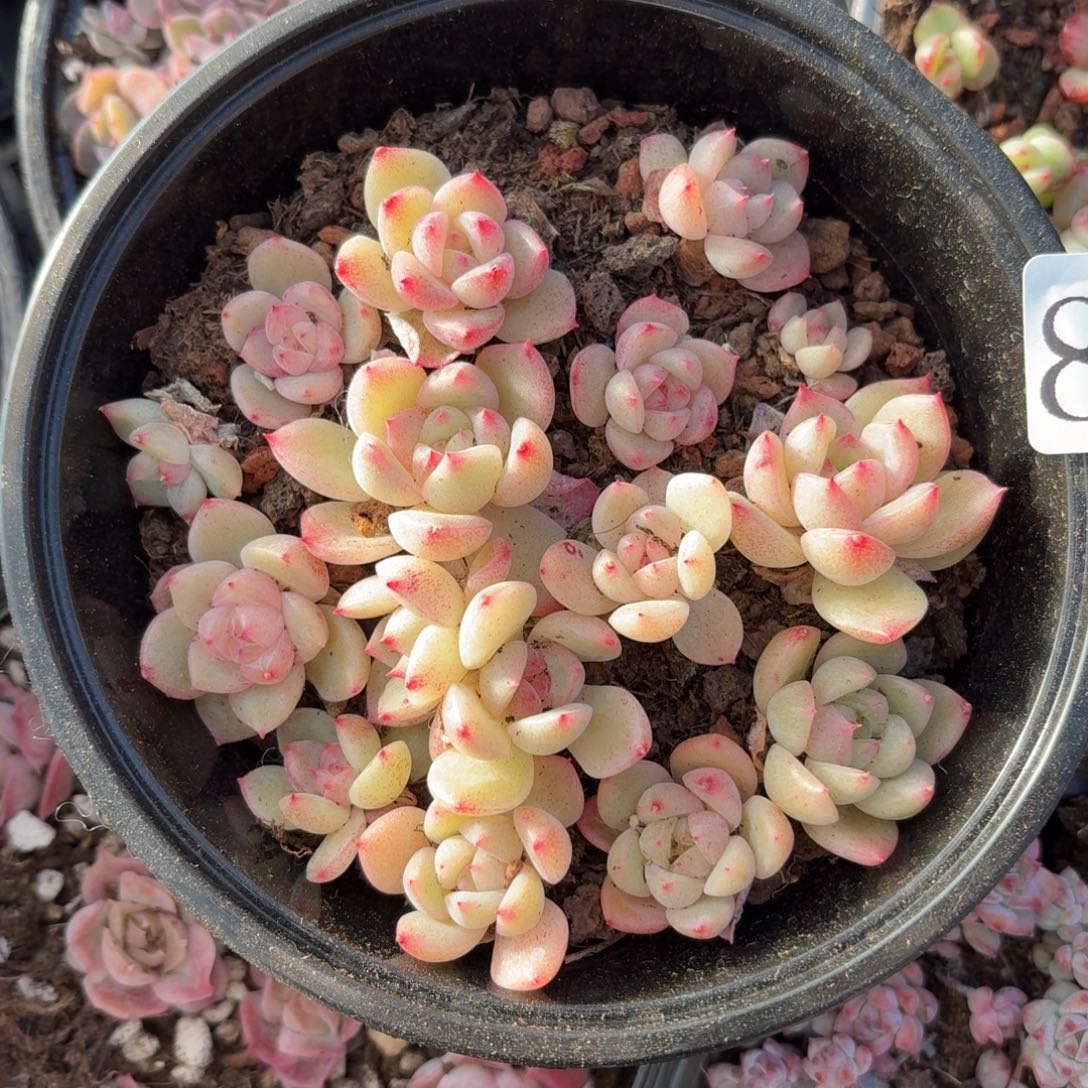 多肉植物多肉植物850