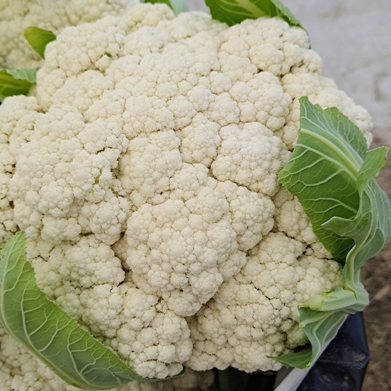 【章庄严选】（有机花菜）农家露天自种应季鲜甜脆嫩当天采摘产地直发