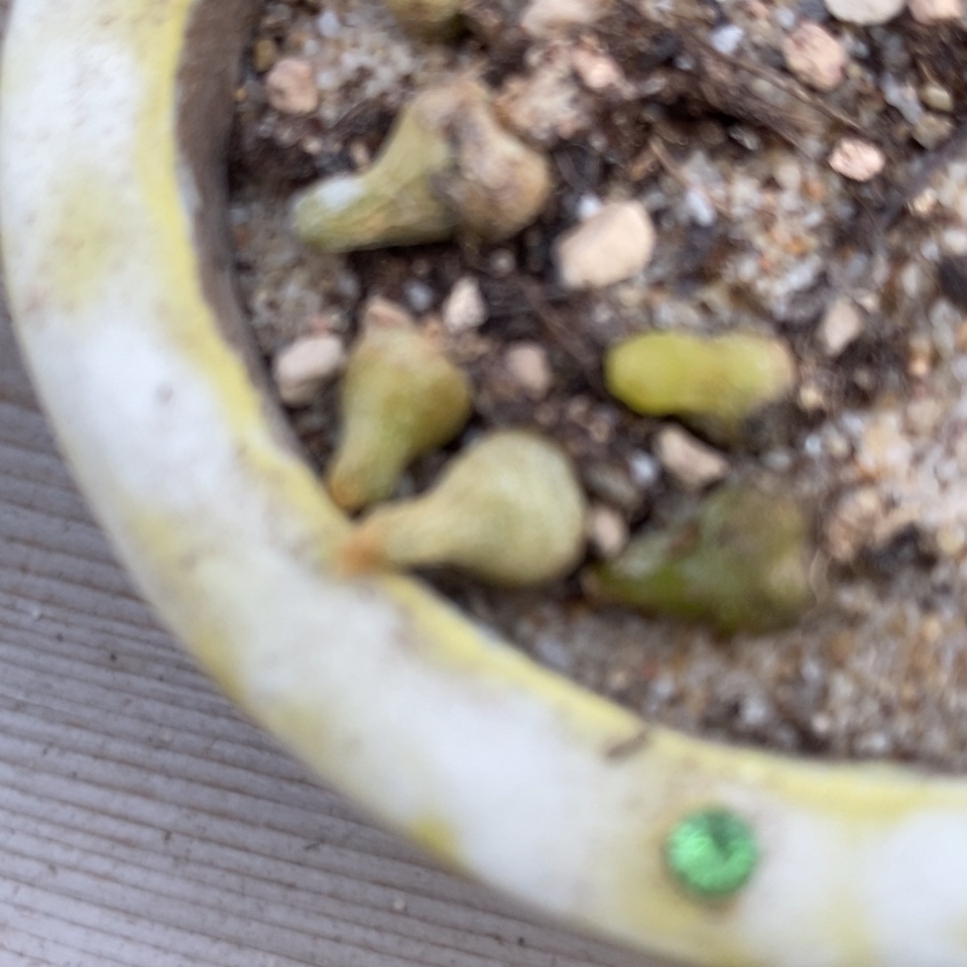 小葫芦一颗小葫芦